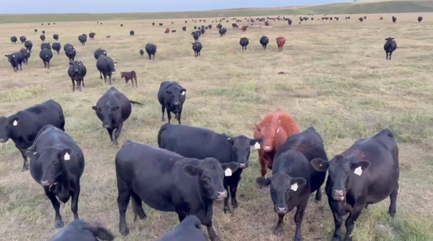 160 Head of Red and Black Angus Pairs- CP909B5